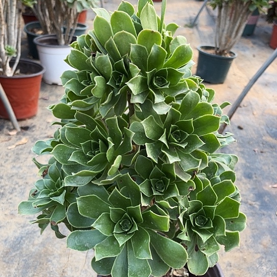 多肉植物大香附48