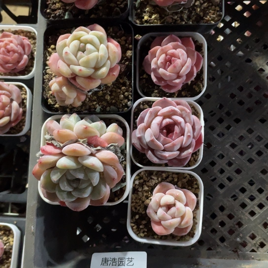 霜*糖心混一物一拍058