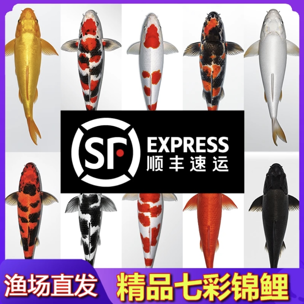 店铺改价链接.观赏鱼