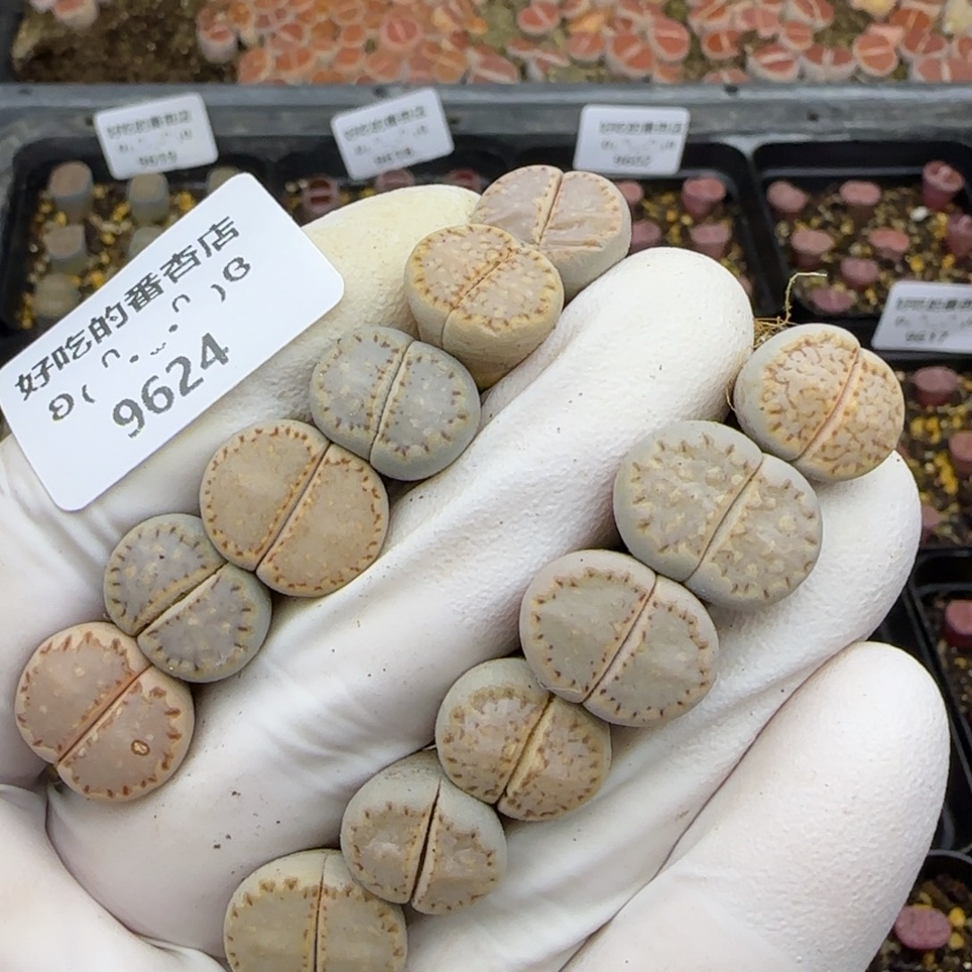 9624。c24饼干。。。。。。