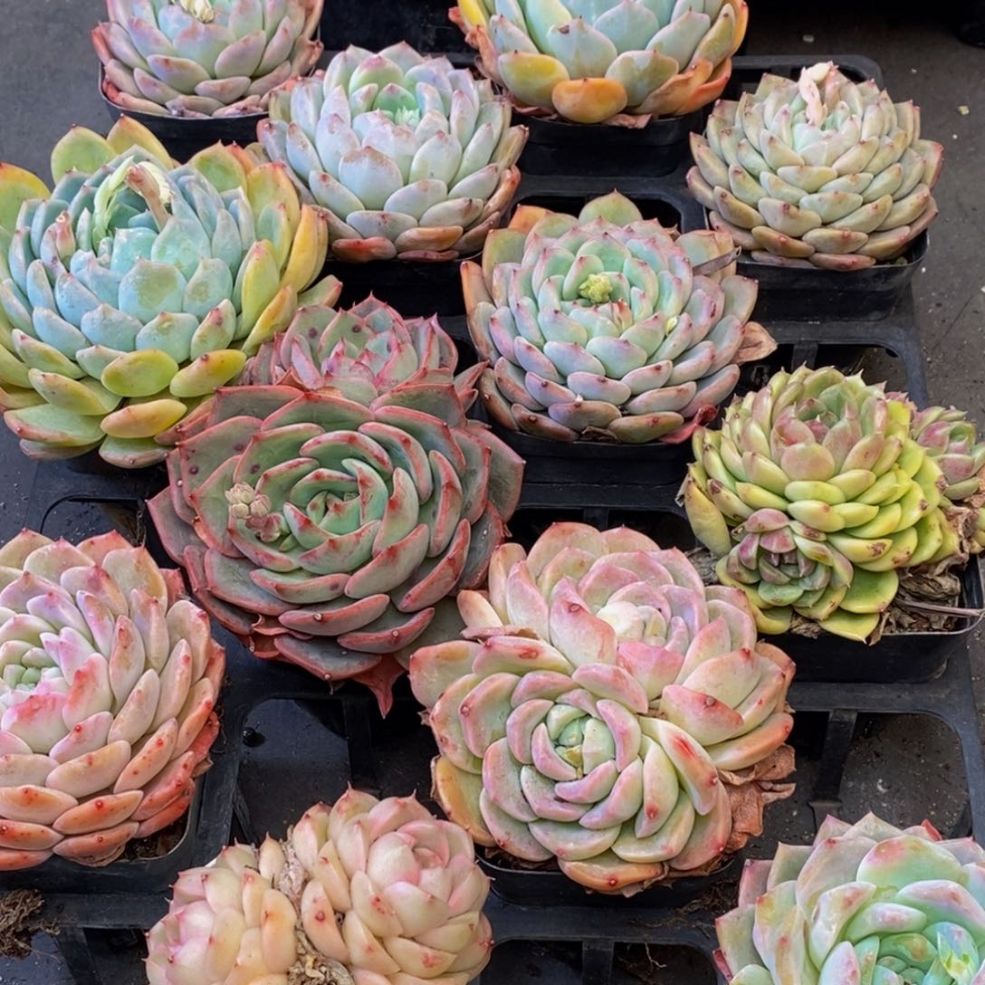 239多肉植物保护研究所所长