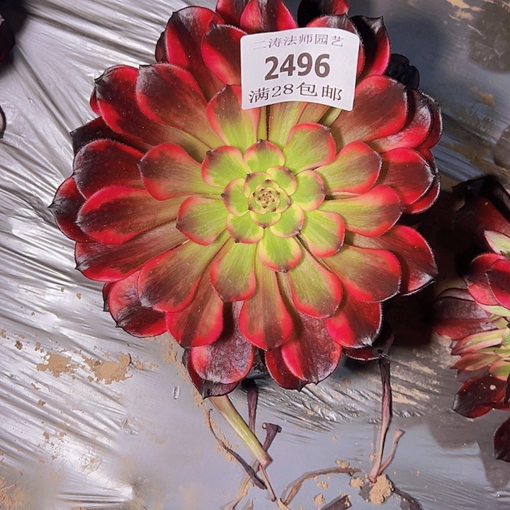 2496烟花多肉植物2号