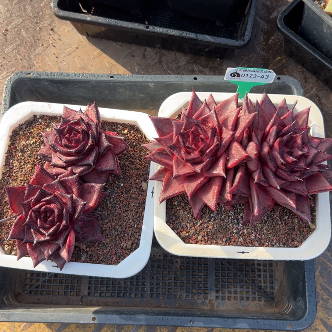 多肉一物一拍0123-43