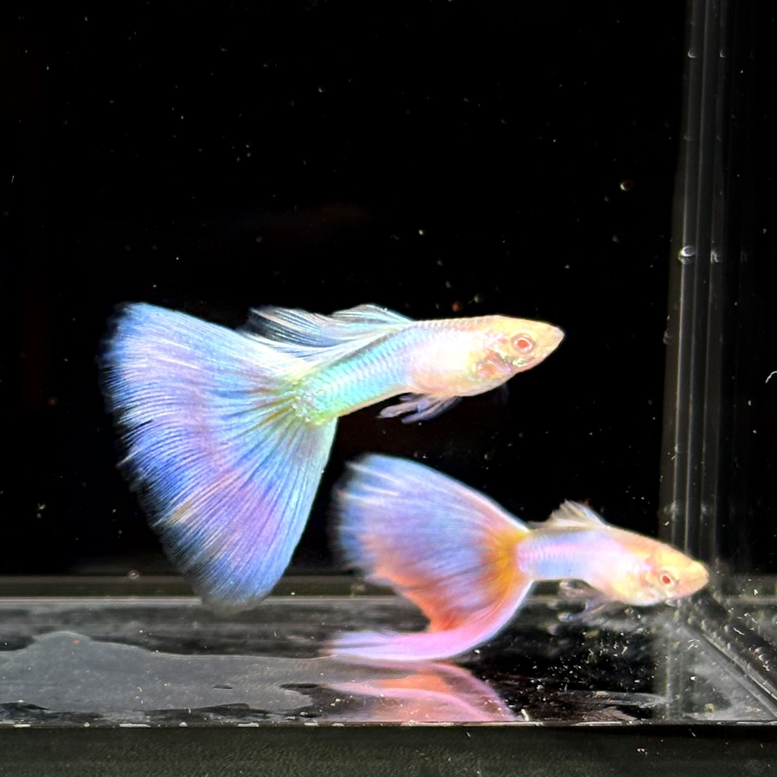 6号竞拍商品孔雀鱼