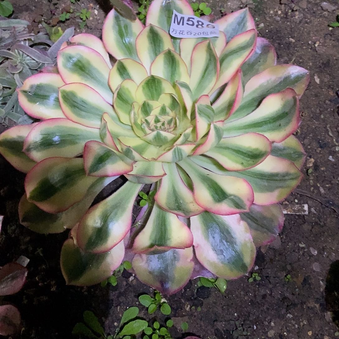 586爱丽丝多肉植物