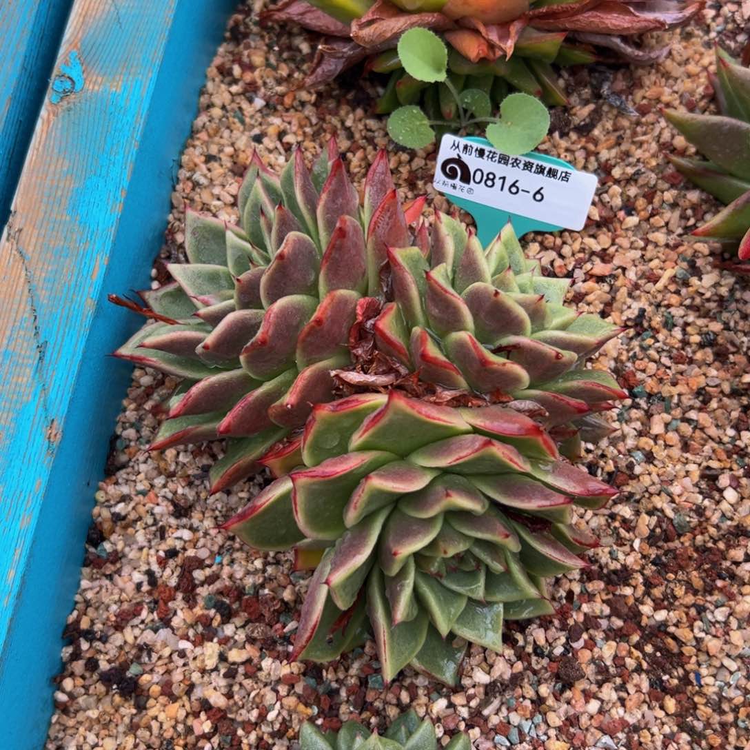 多肉一物一拍0816-6