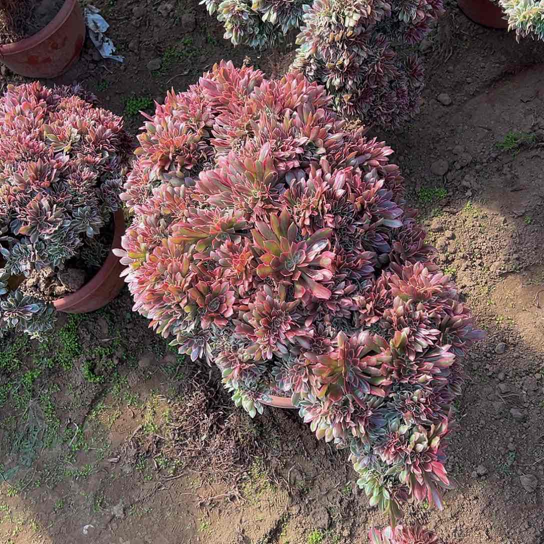 白***❀瑕疵女神脱土发货