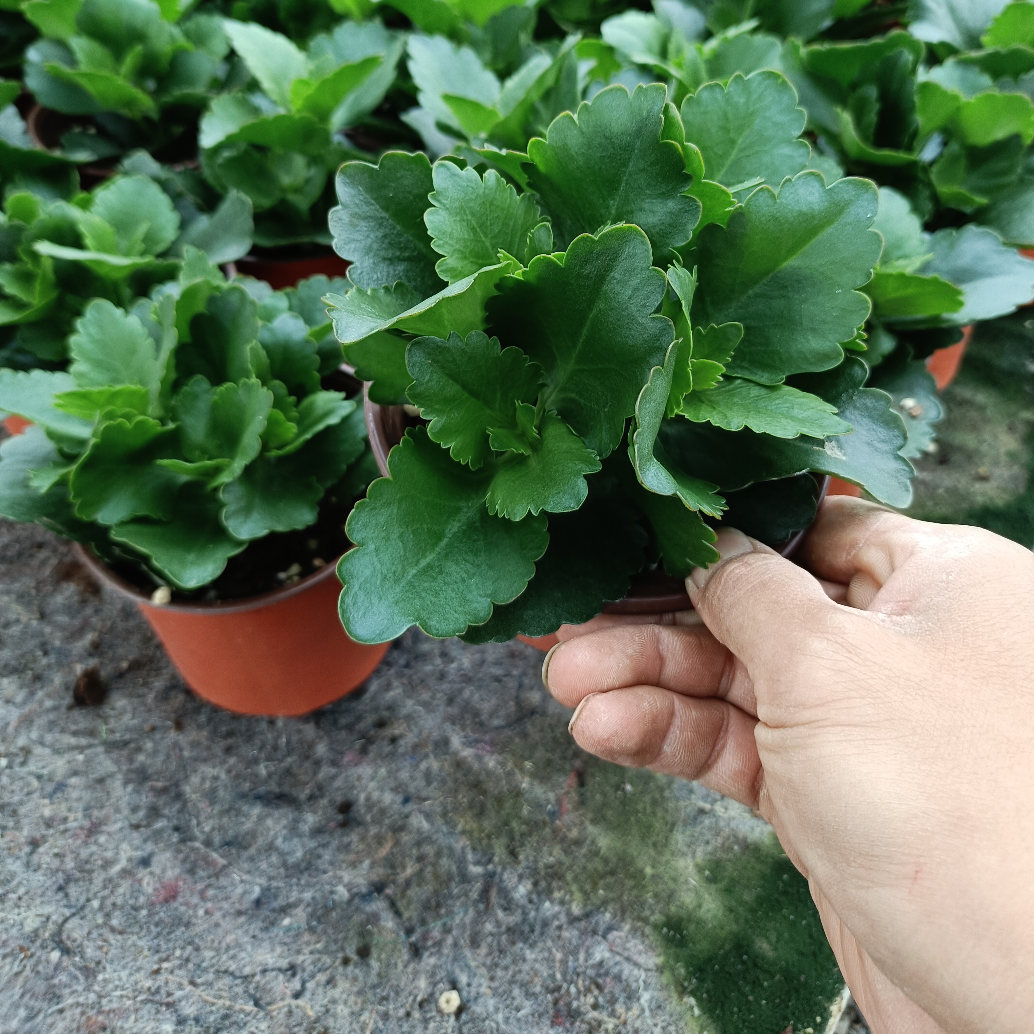 盛宴大花棒棒糖独杆 带花苞