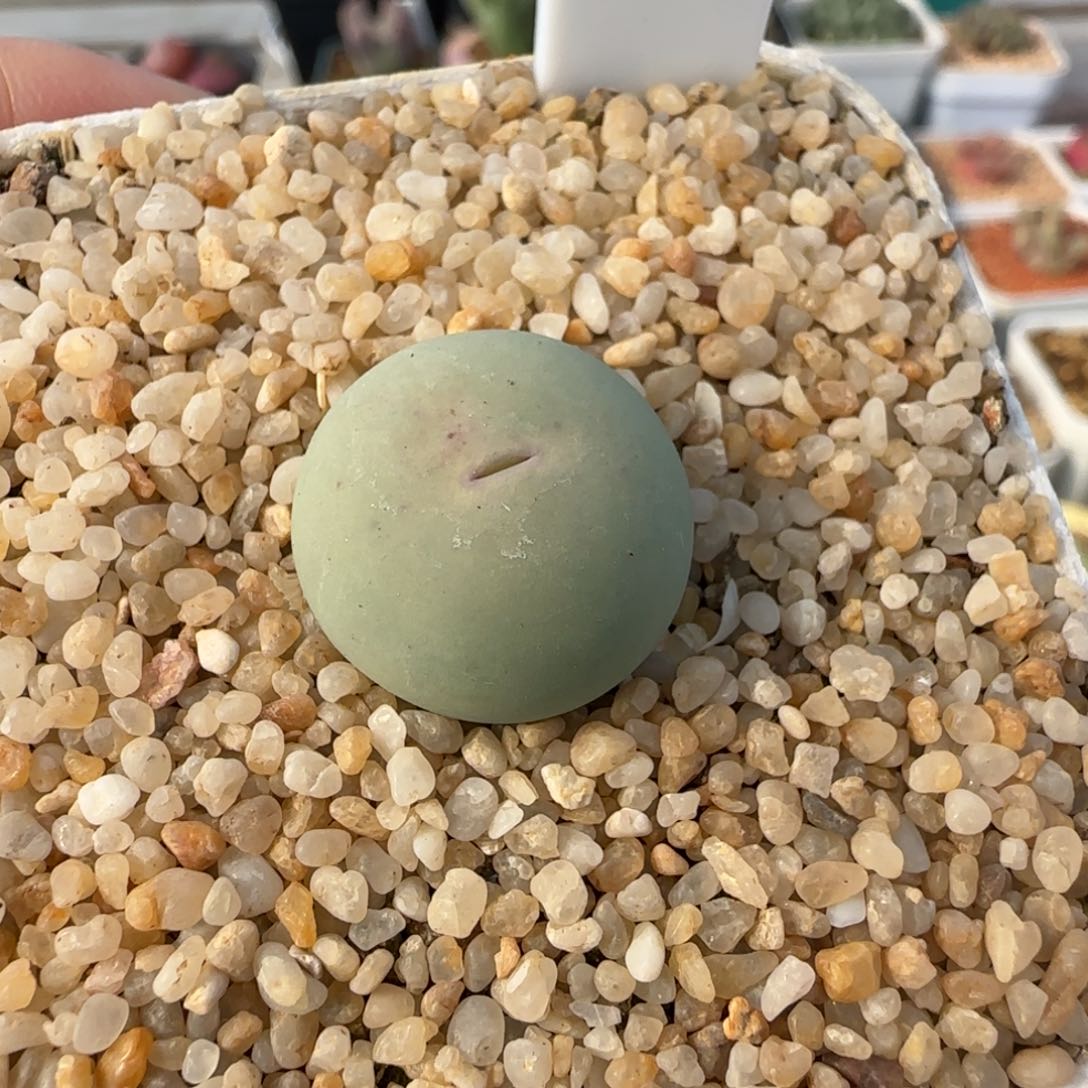 1.28多肉新年大福14号