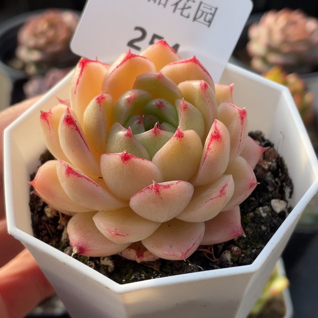 254号糖心冰心珍妮 萌芽