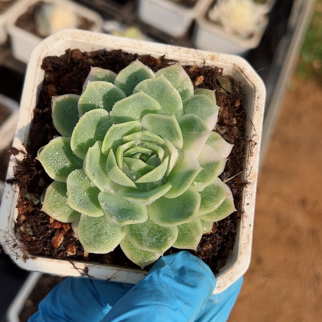 静月锦，多肉植物