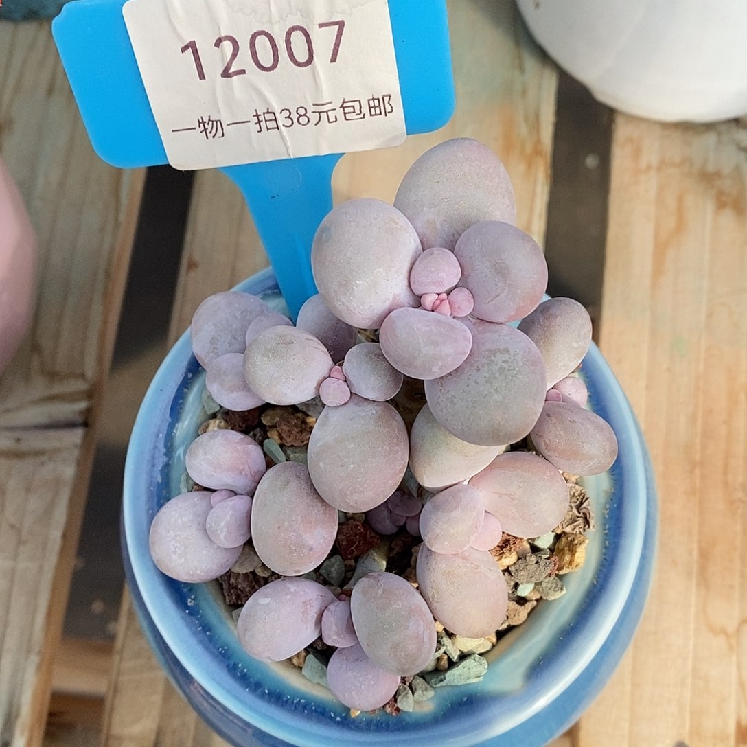 007咯哩咯哦魔芋小雨