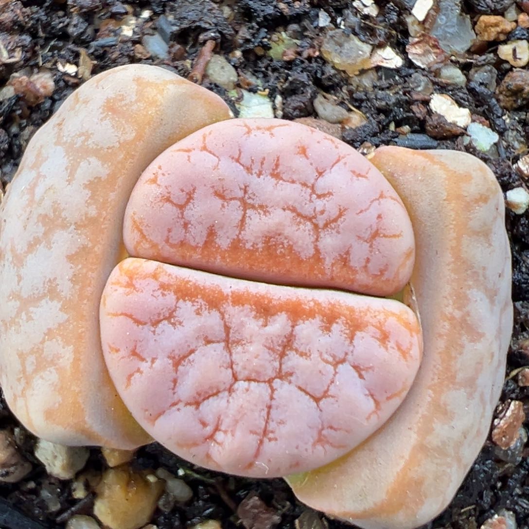 2.3好看的多肉a220