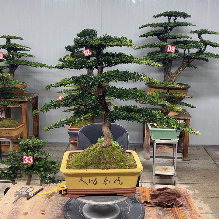 无花朵红芽珍珠罗汉松