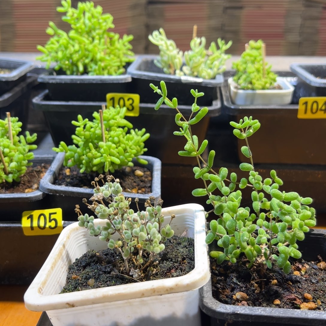枝干番杏多肉植物106