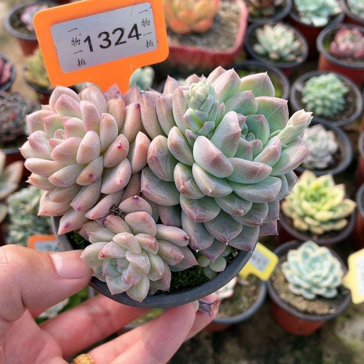 【闪购商品】1324散群