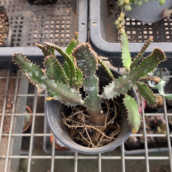 伯克利和格蕾纳等著名音乐