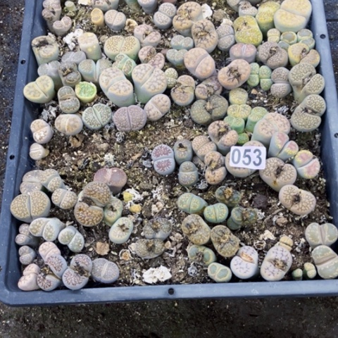 053脱土生石花一物一图如图