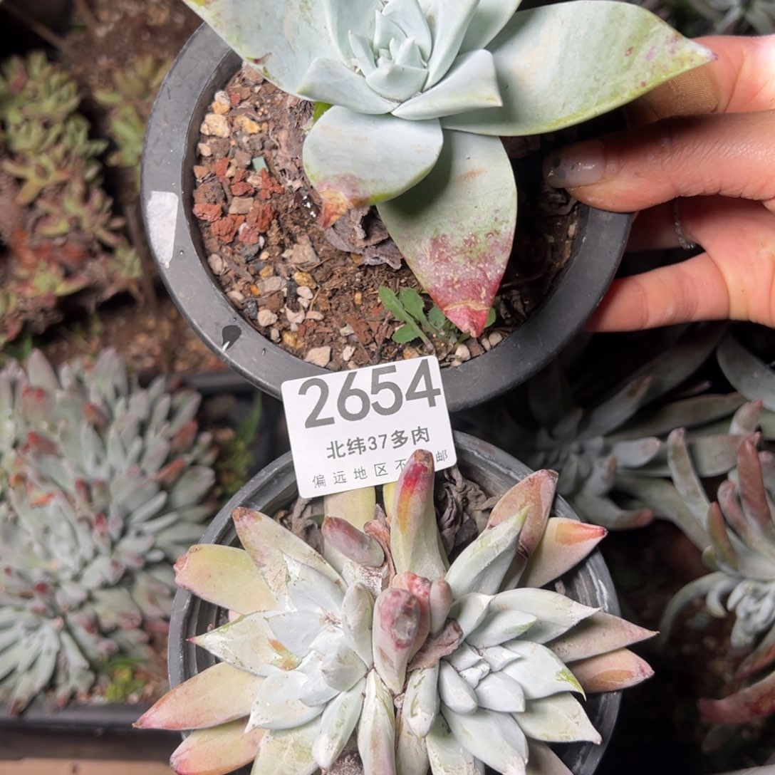 2654两颗哈哈哈哈哈哈哈哈