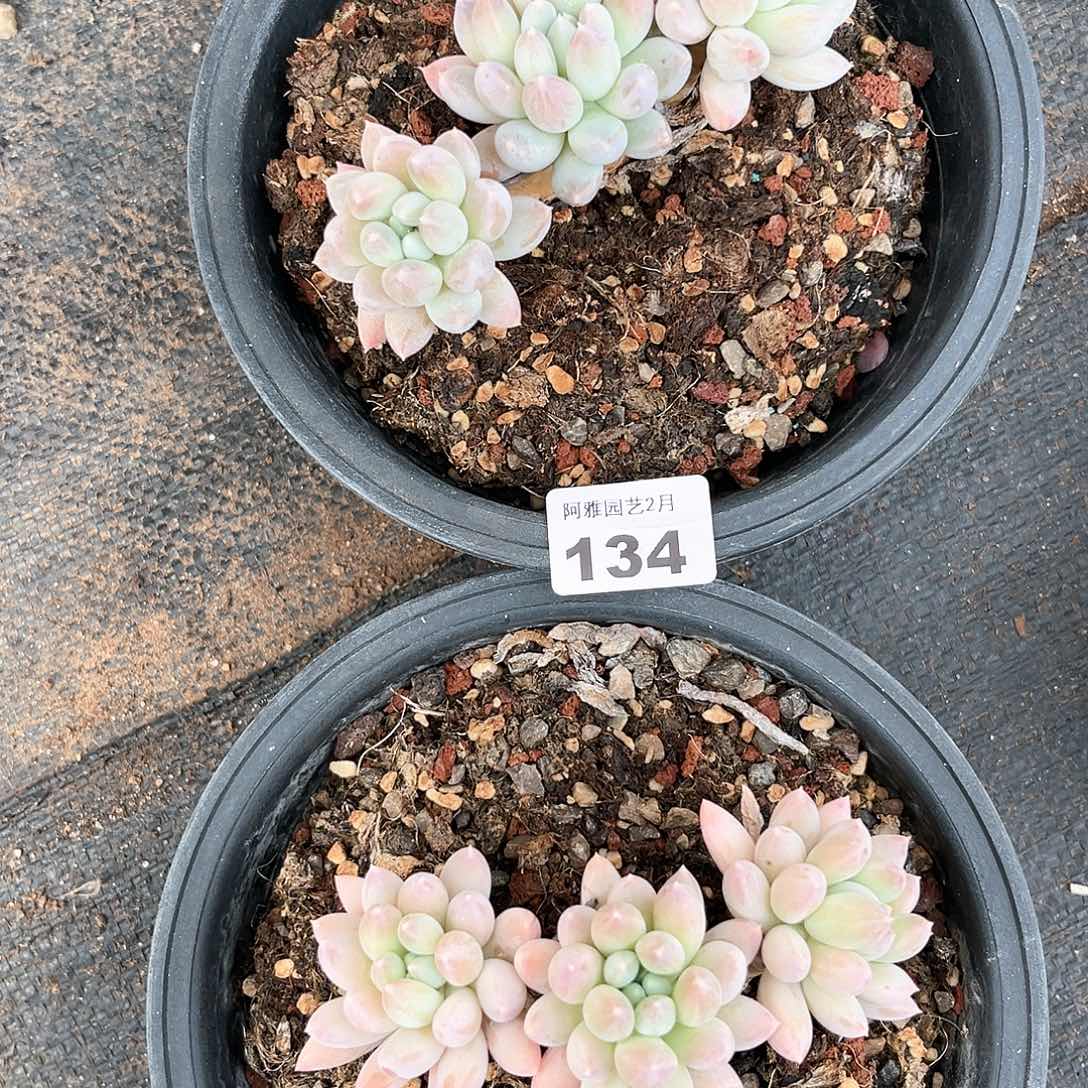 阿雅园艺。    134