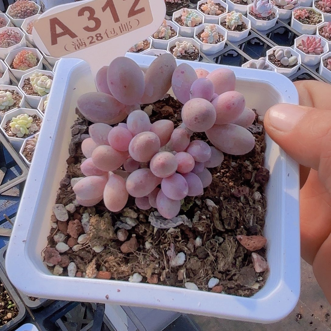 A312汤圆一物一拍