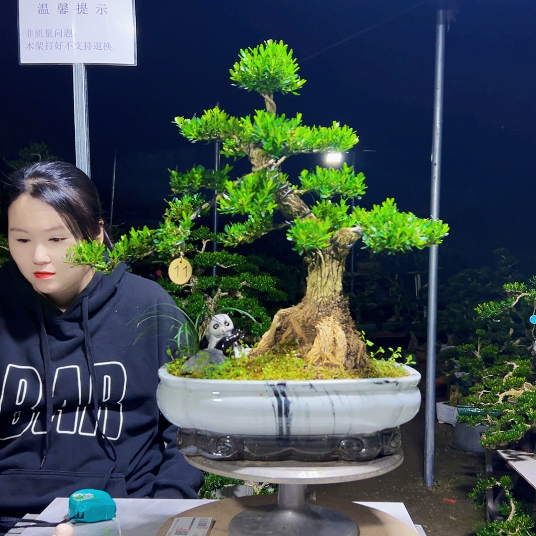 无花朵黄杨木           