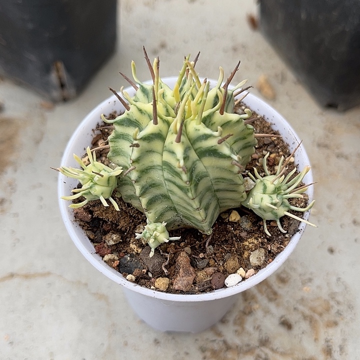 无花朵斑马锦仙人球一物一拍