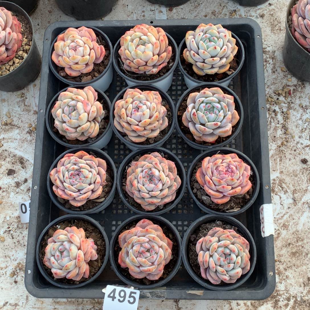 495橙子多肉植物组合