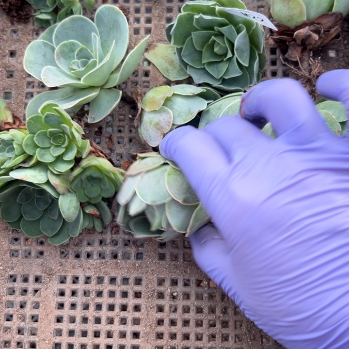 苗苗山地玫瑰多肉植物22