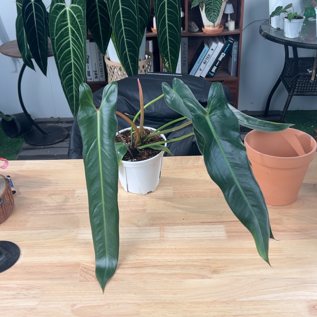 完全开放进口大圣灵