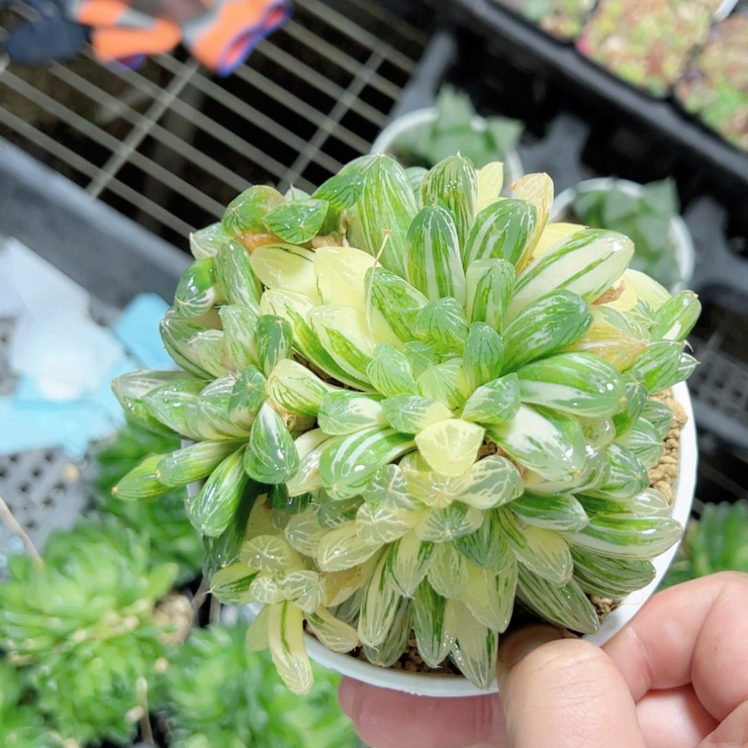 大*可3270多肉植物一颗