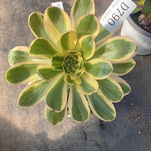 790燕姿锦多肉法师