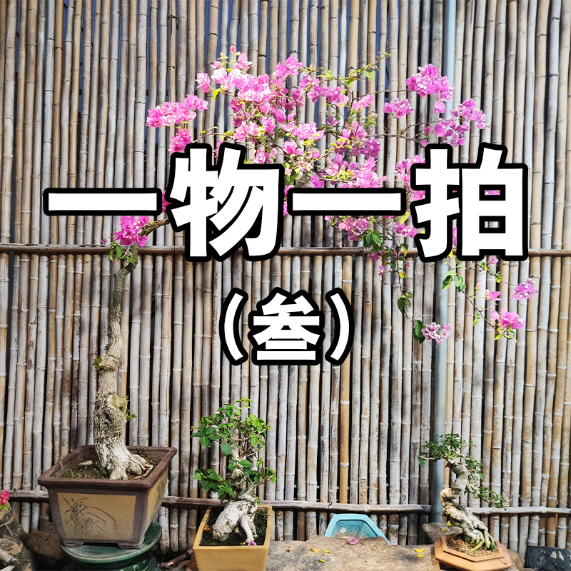 三角梅盆栽四季开花耐寒耐旱老桩花卉绿植可室内外种植