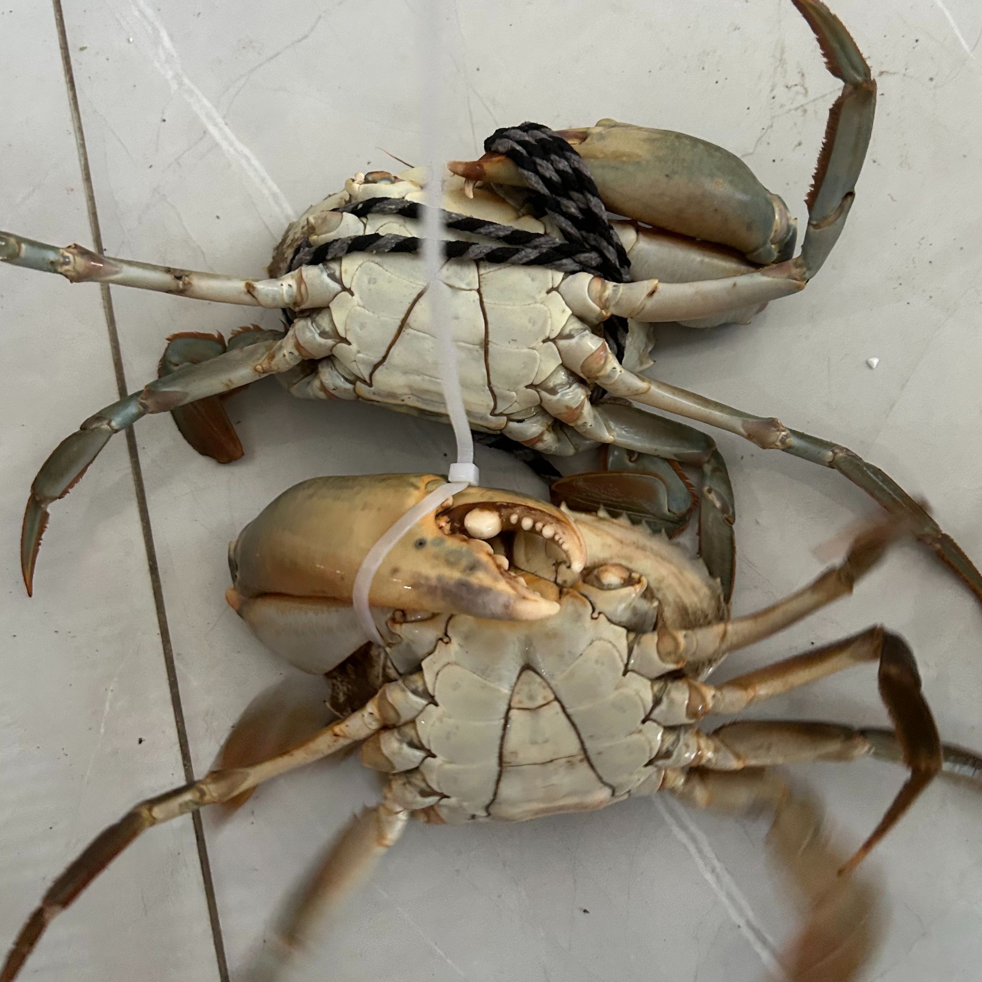 （现称改价）5号残蟹断脚青蟹三门青蟹野生青蟹不能放冰箱 膏蟹青蟹