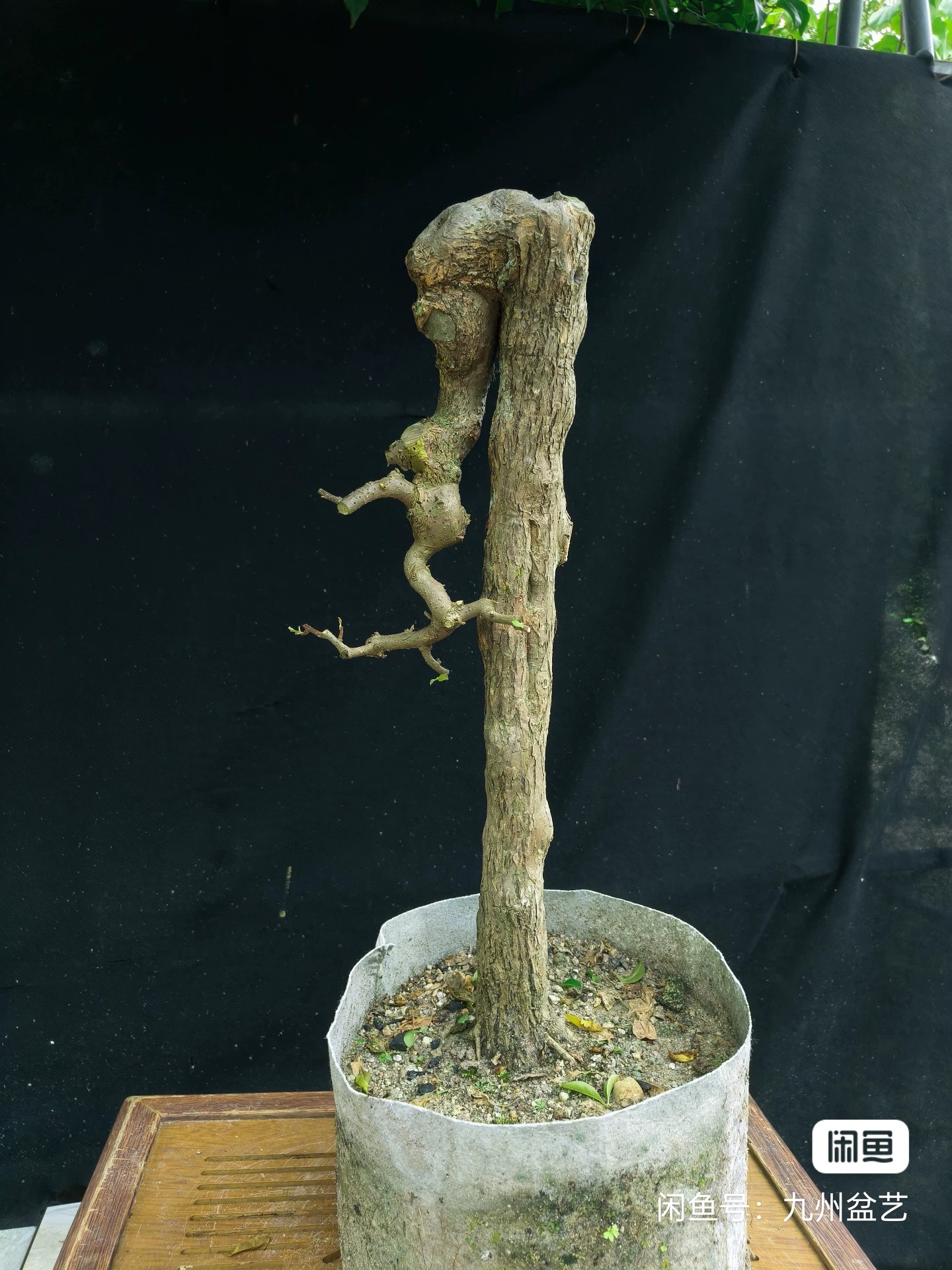 三角盆景阳台小精品桩及黄荆盆栽素材