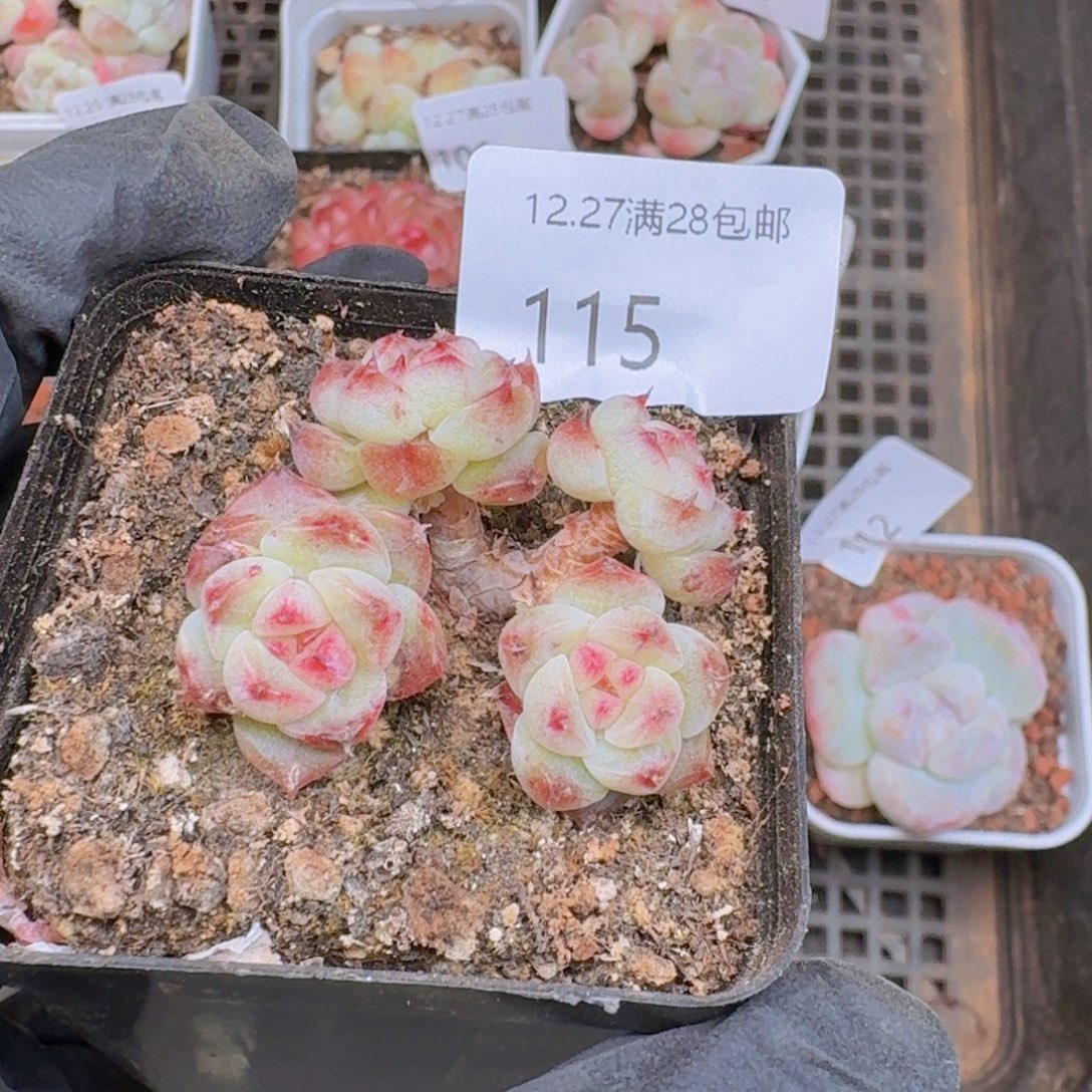 珍妮树桩一颗4头带盆