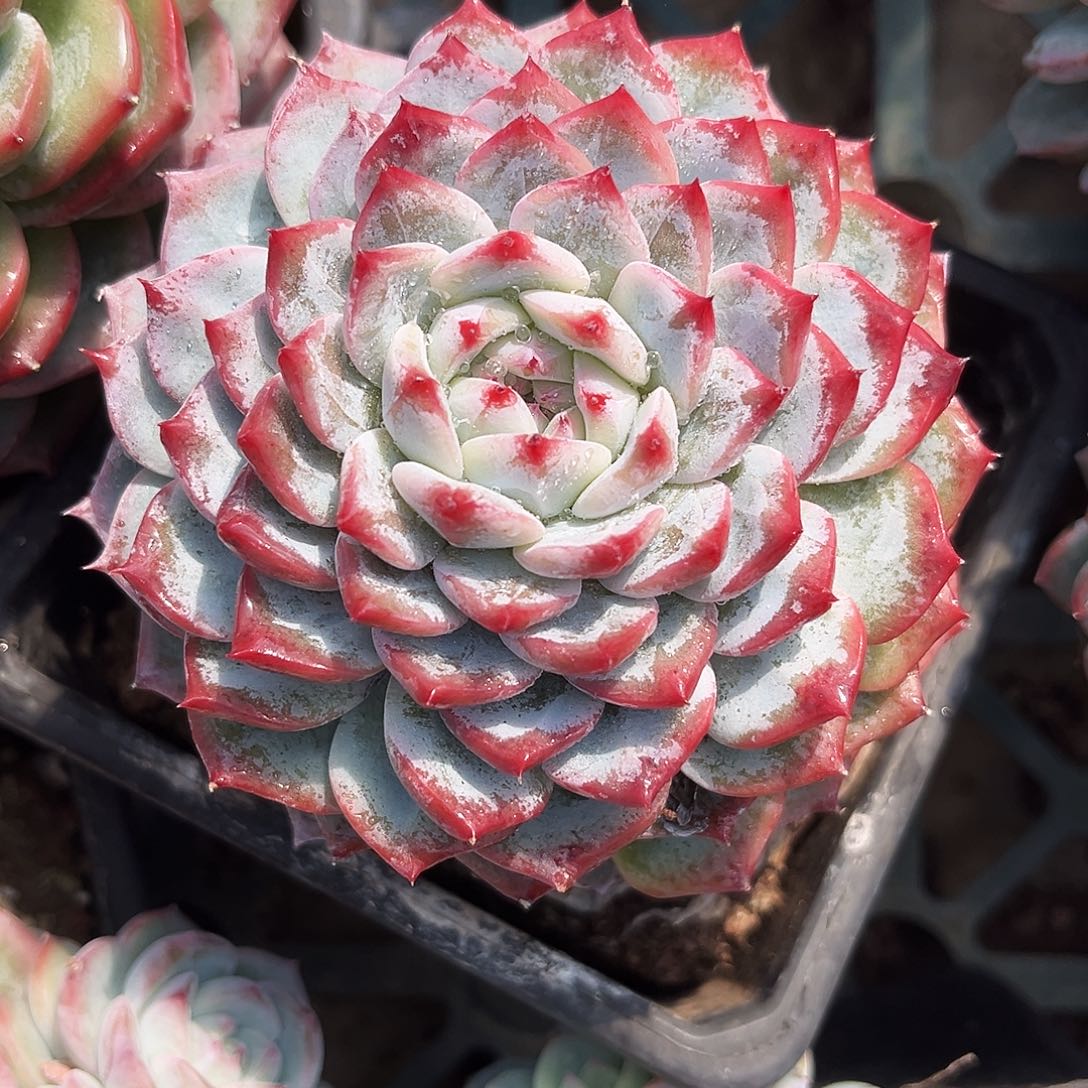 9.5公分香提卡999888888888