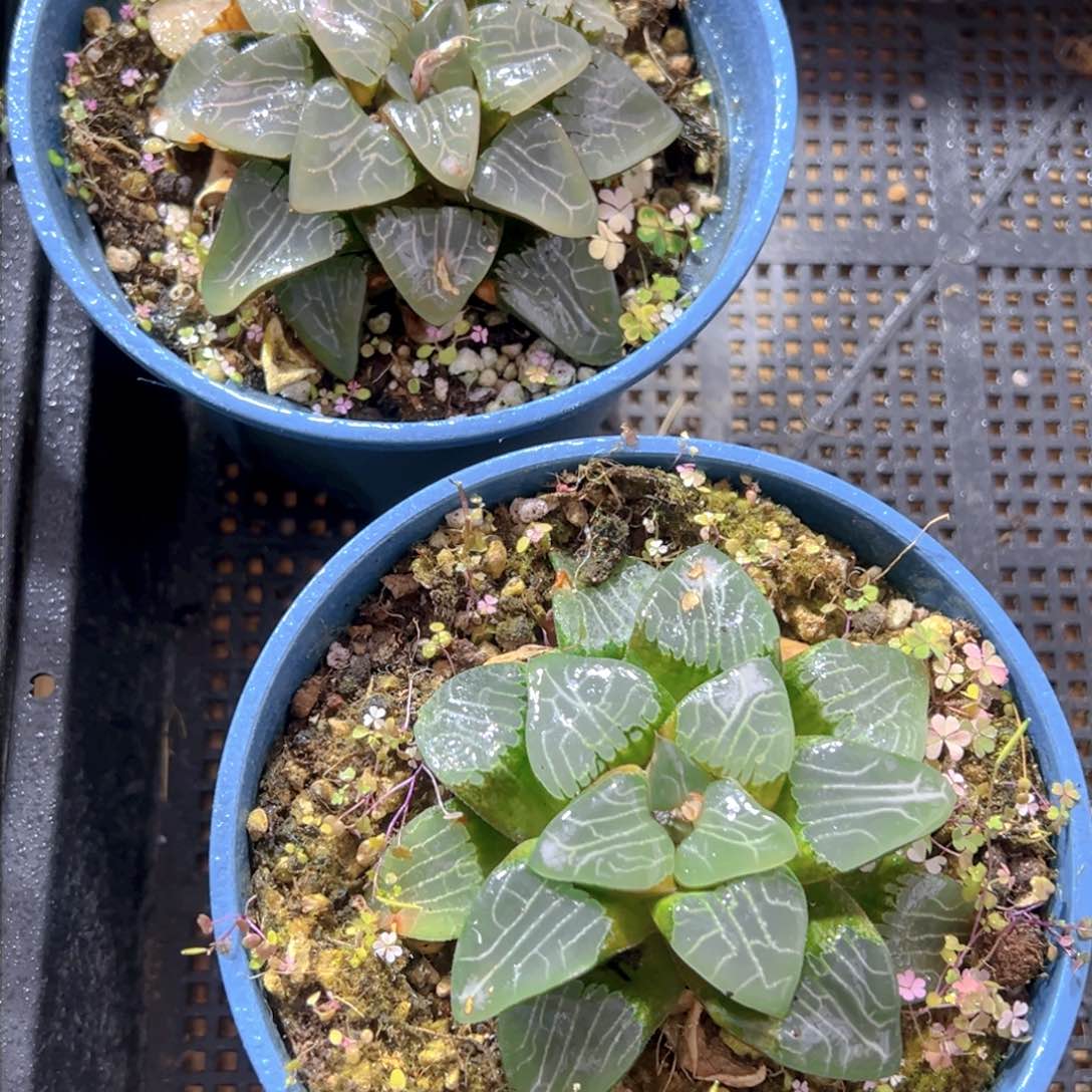 加仑盆月影母本玉露一颗