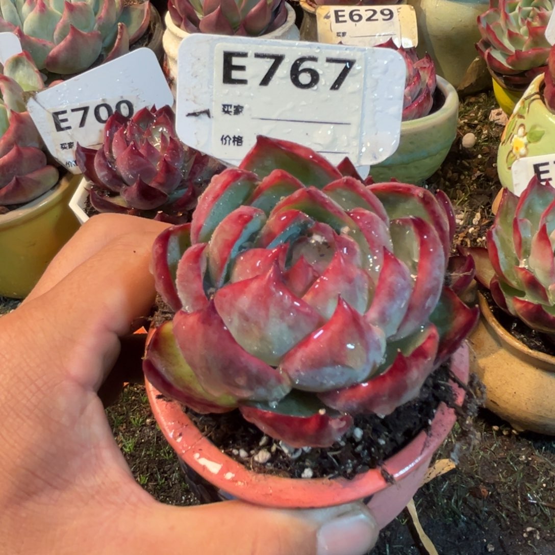 惊鸿一瞥767好多肉