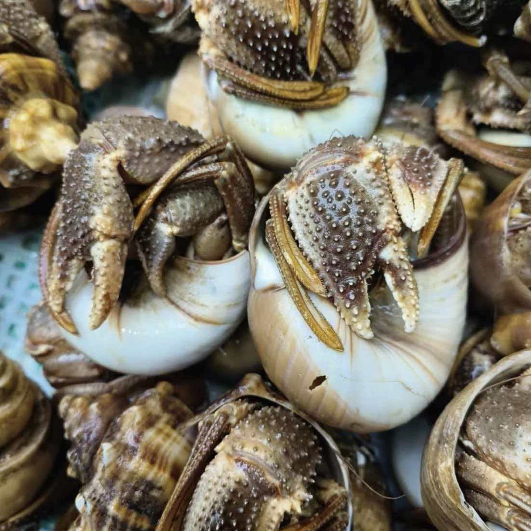 【大连海洋岛虾怪】3斤保鲜不保活个别壳有沙虫大小不匀介意勿拍