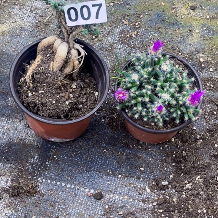 007块根一物一图如图