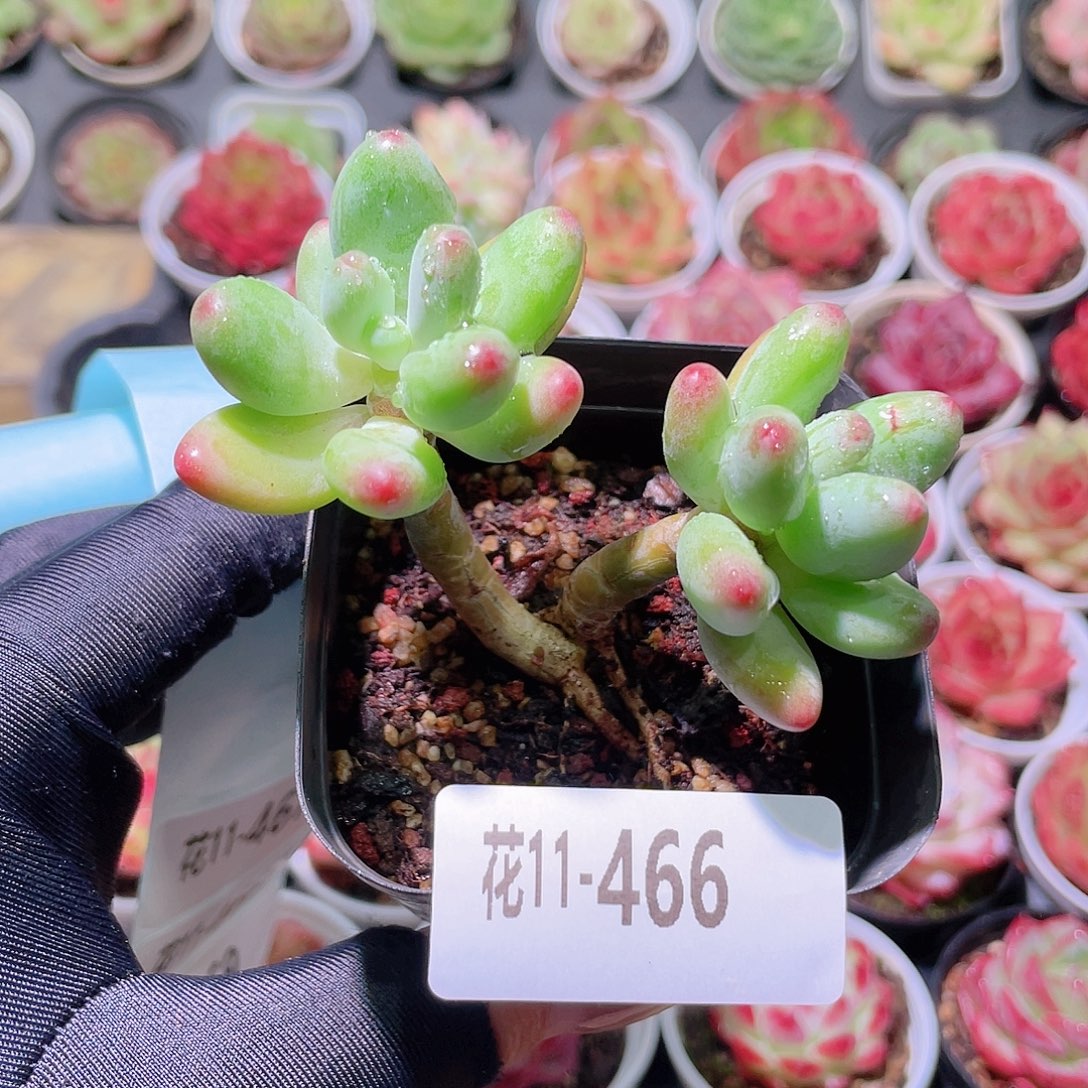 花利美11-466苹果奶