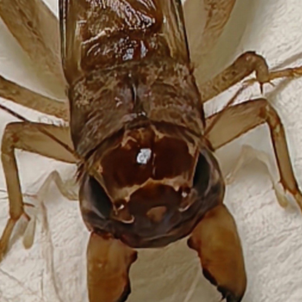 蛐蛐 爬虫 蟋蟀科 冬版蛐蛐