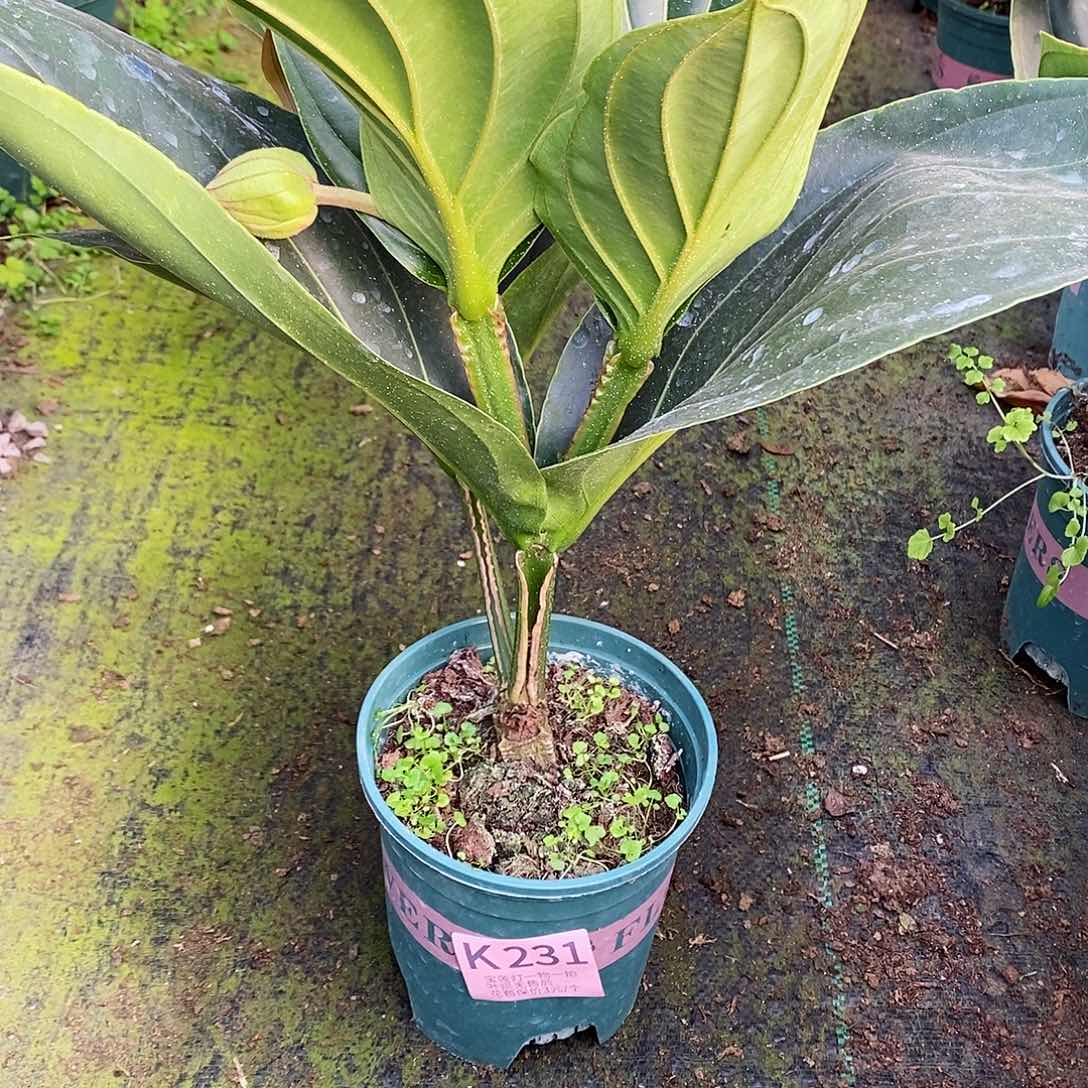 无花朵?*米木本植物231