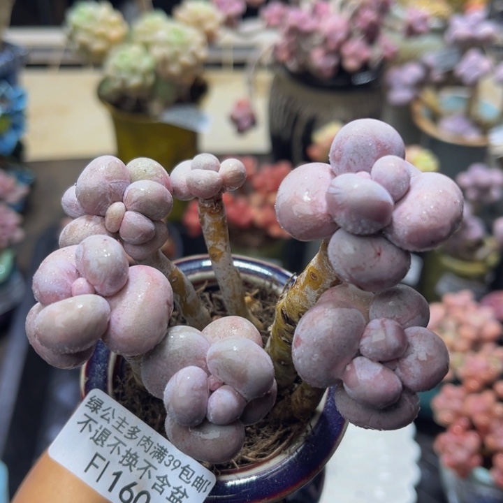 160 芭比奶酪8？厘米