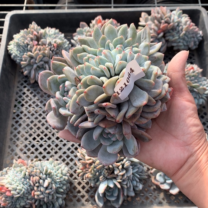 妮***妮121064缀嗯嗯嗯额嗯嗯