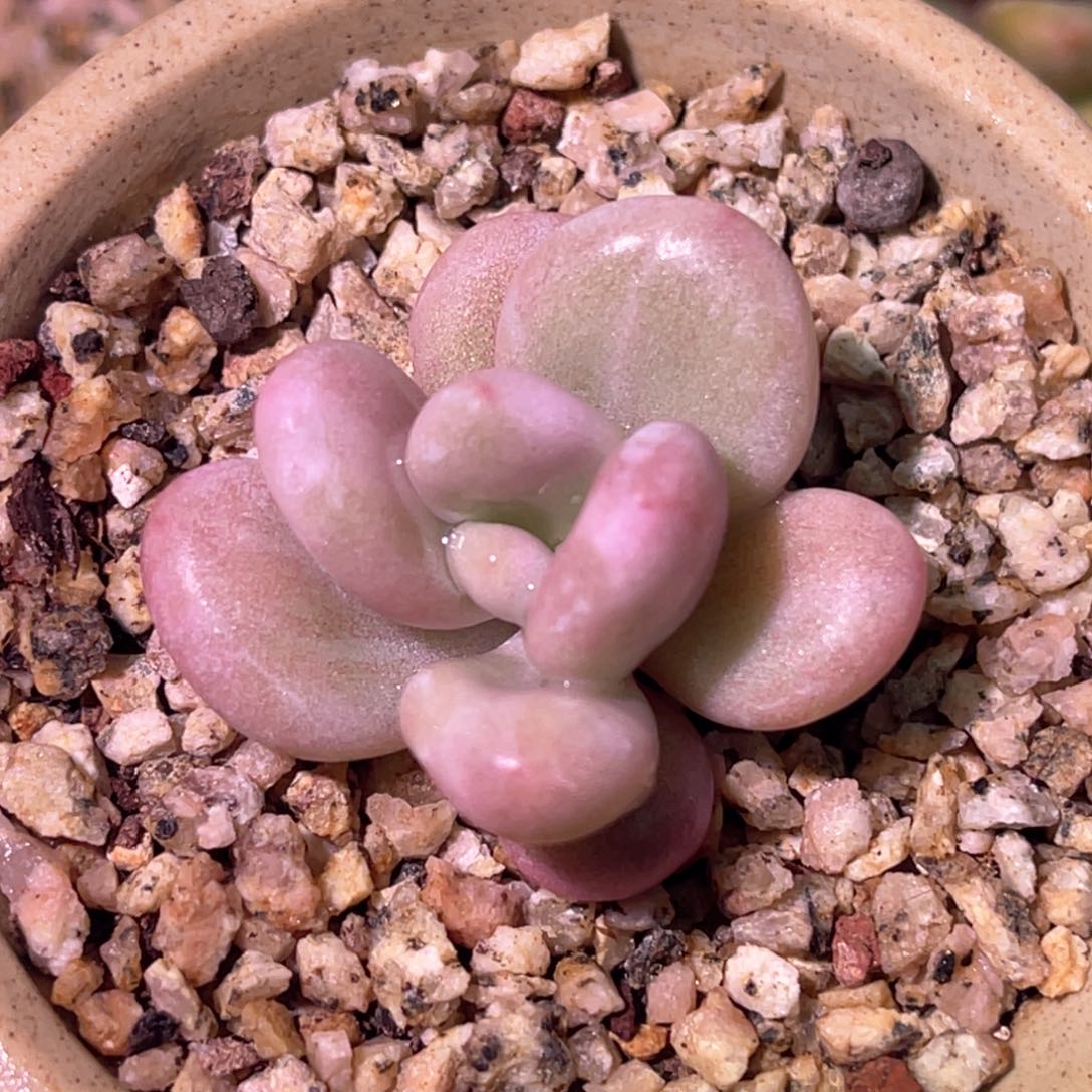 多肉特价桃蛋锦头盖