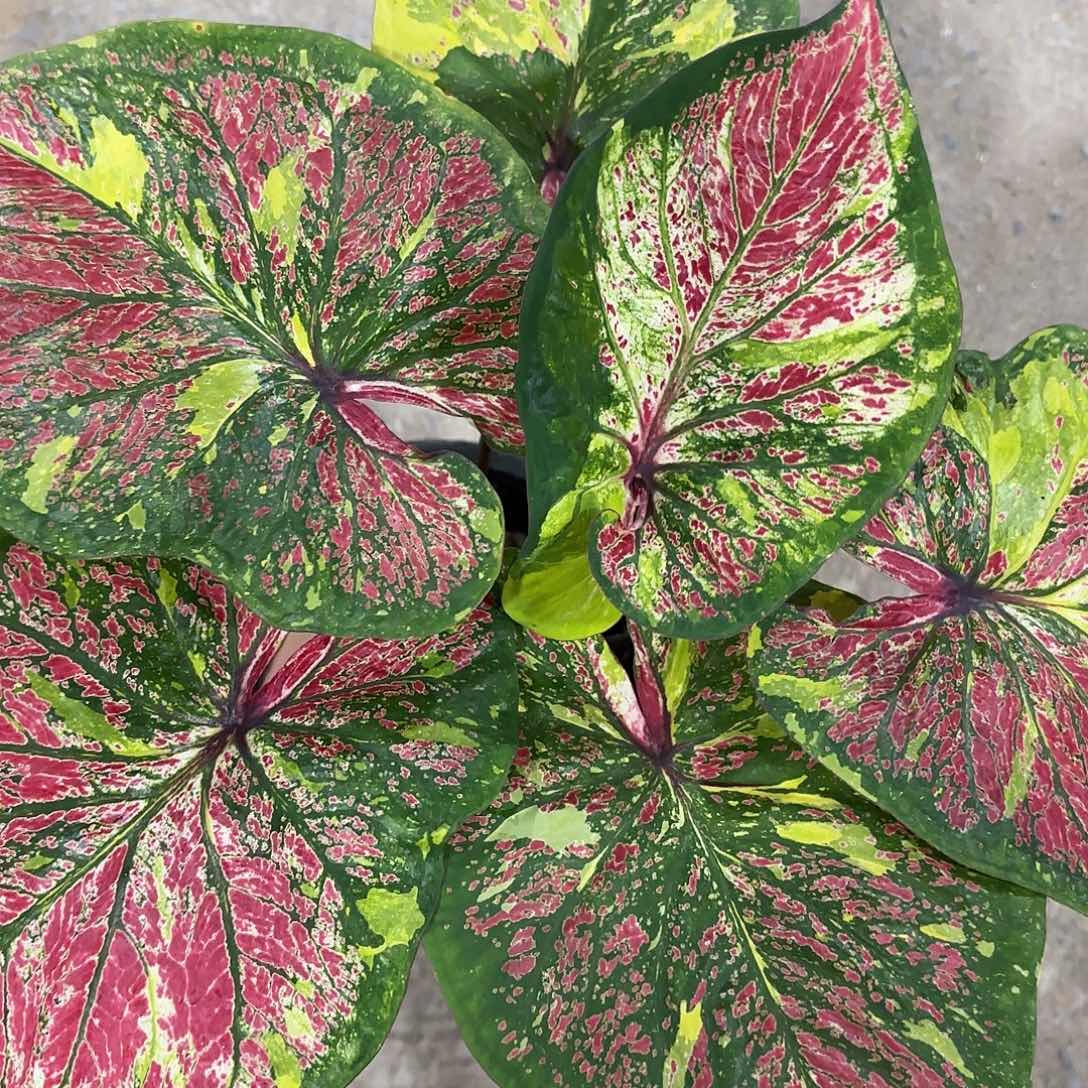 36-0125彩叶芋泰国发货多肉