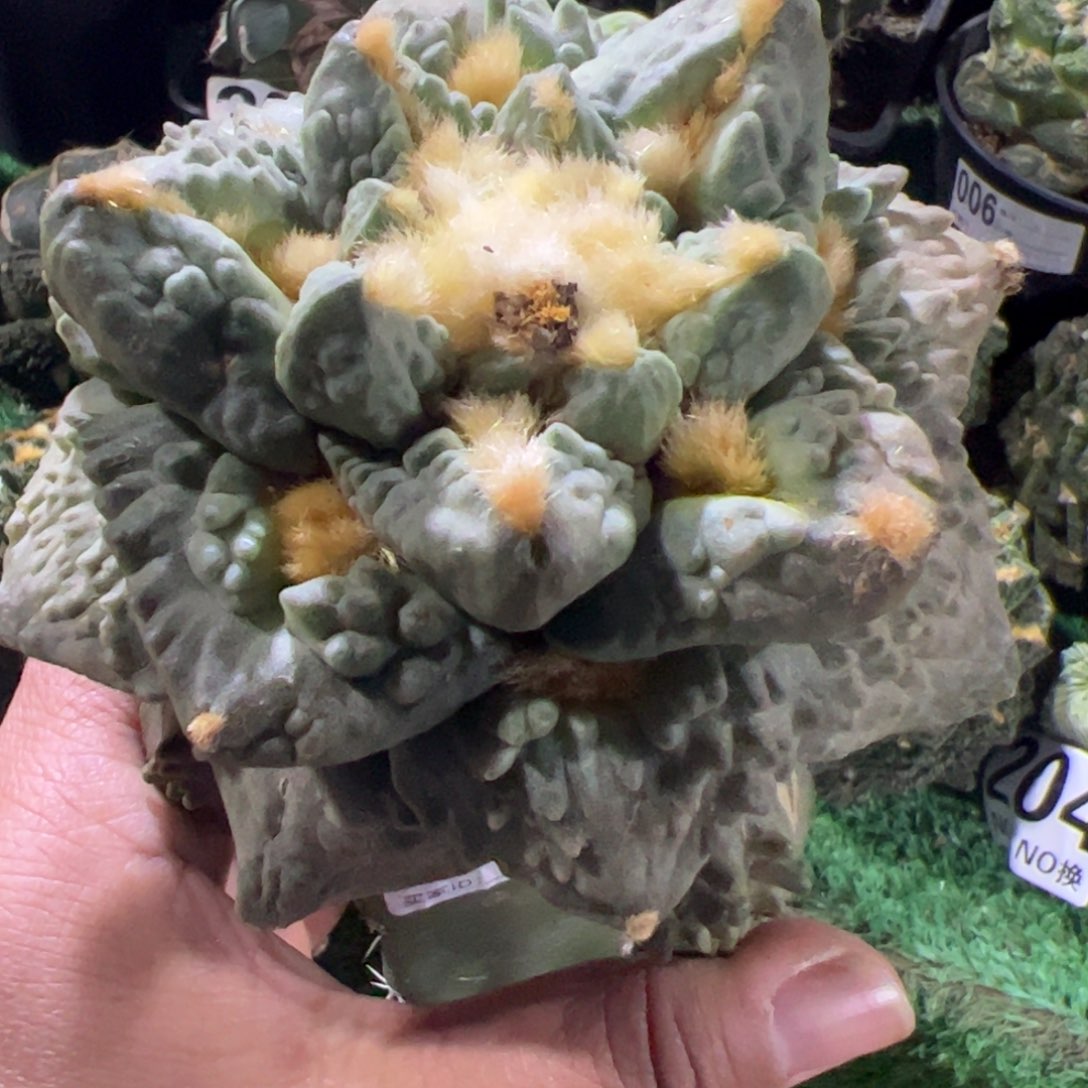 翘尤龟甲牡丹788