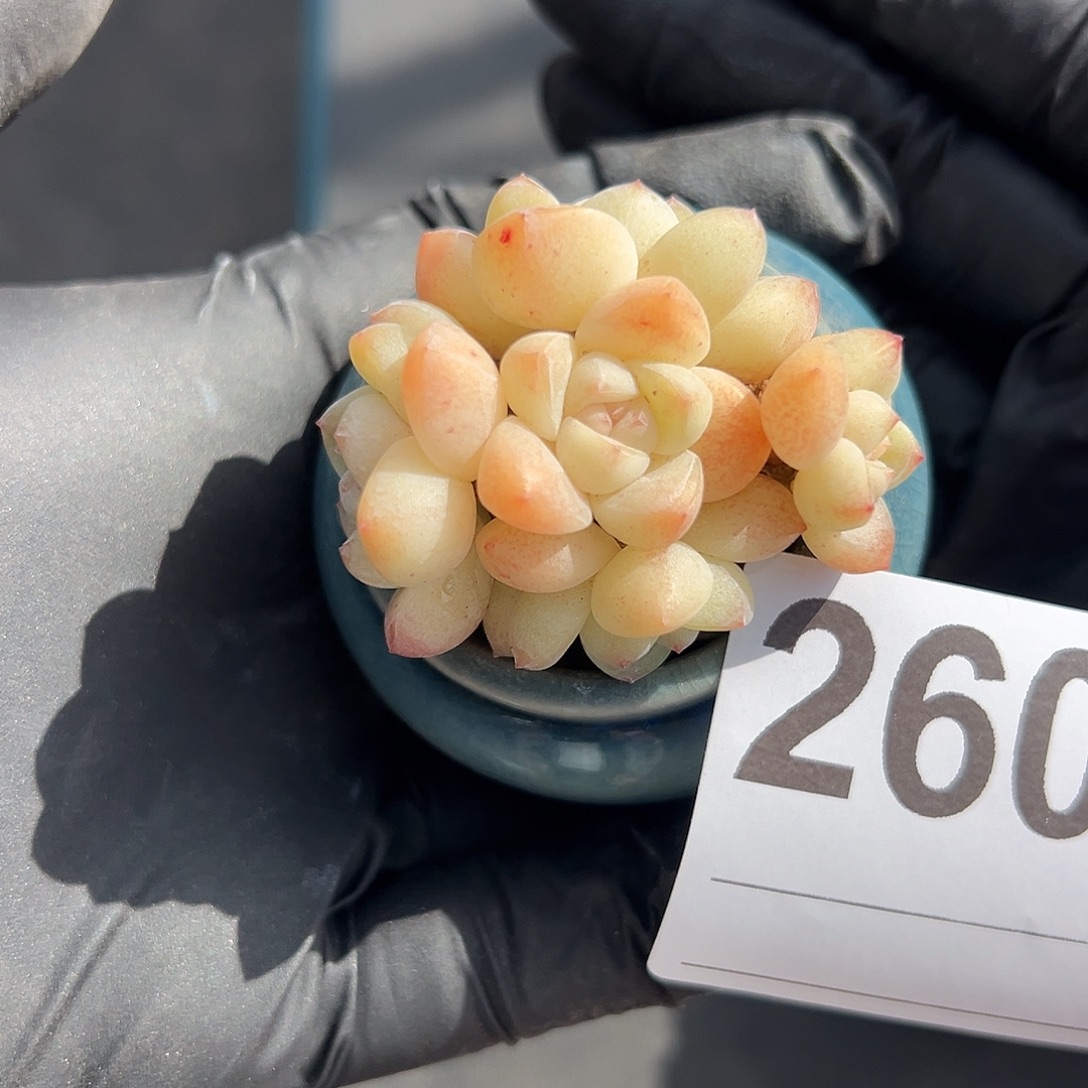 2606，五头手捧冰玉带盆发